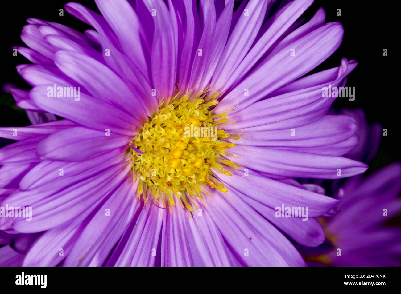 Aster amellus, il Michaelmas europeo Daisy Foto Stock