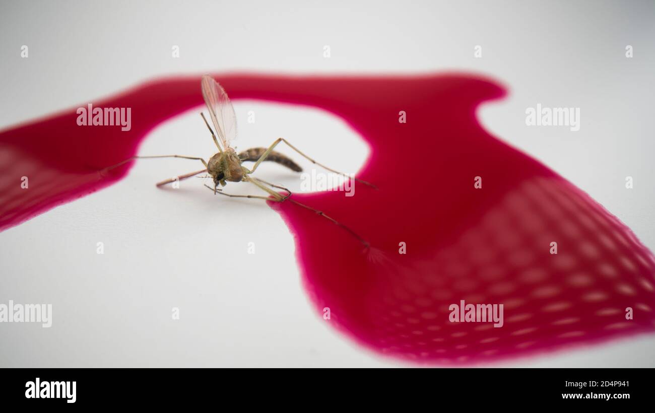 Zanzara e sangue umano, vista ravvicinata di zanzara isolata. Sangue succhiatore su sfondo bianco e gocce di sangue rosso Foto Stock