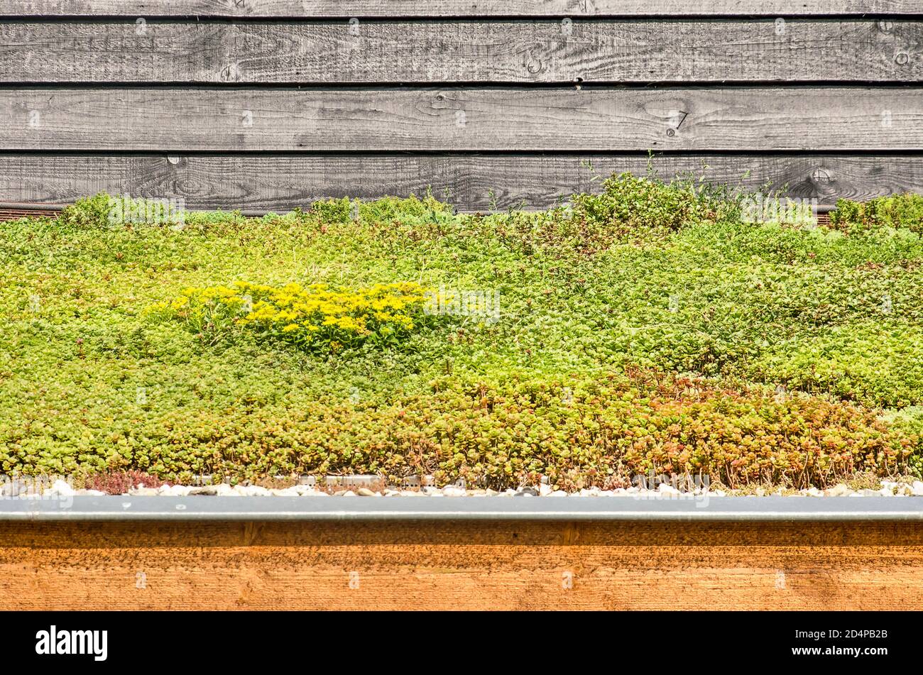 Tetto Grren con sedum nei colori verde, giallo e rosso che si affaccia su un piccolo tetto su un edificio con facciata in legno Foto Stock