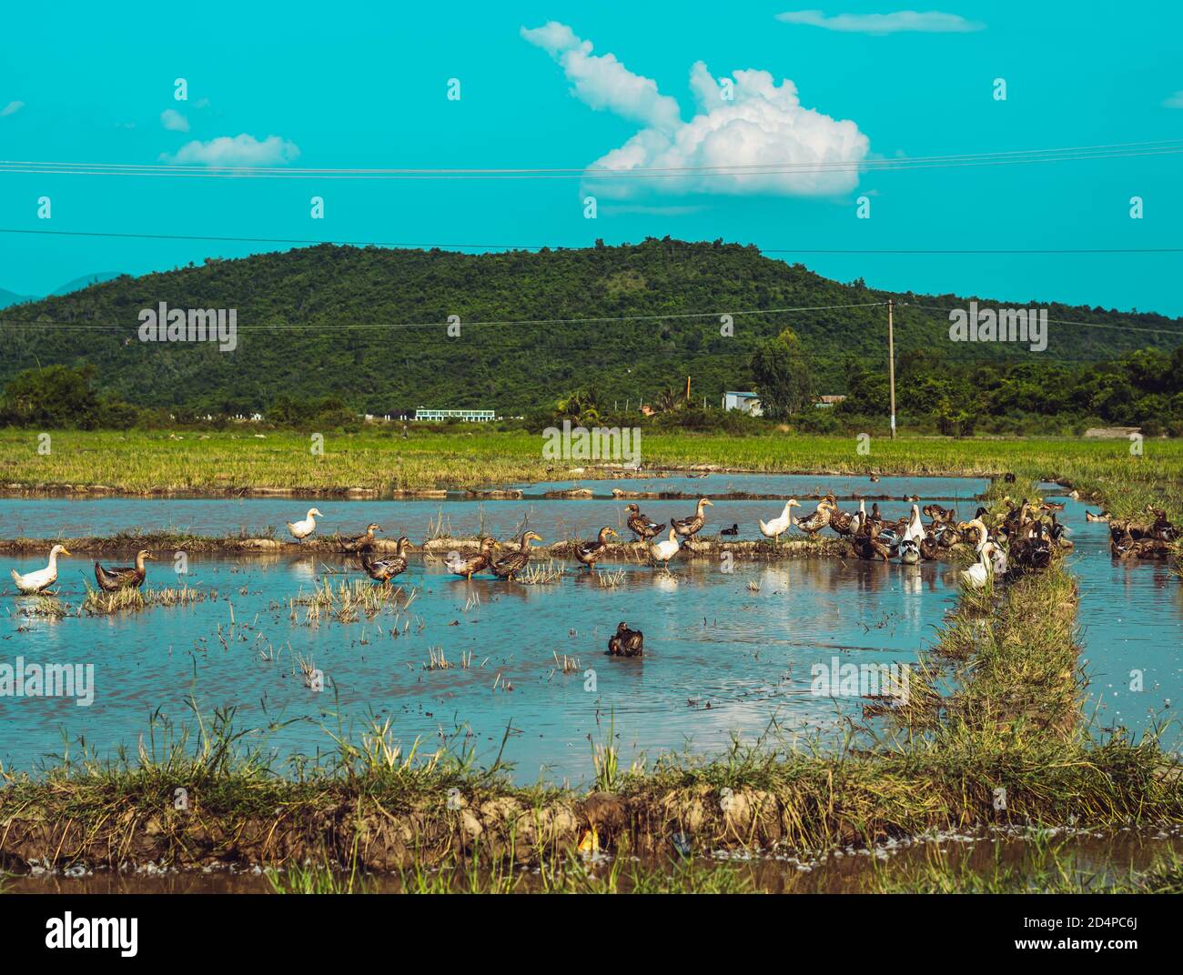 Concetto di tempo calmo. Bellezza tranquillo panorama estate sole paesaggio paesaggio boschivo montagne sfondo, anatra nuoto sul lago di acqua blu. In alto Foto Stock