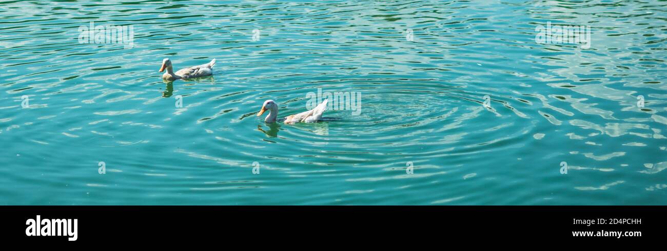 Concetto di tempo calmo. Bellezza banner estate tranquilla sole paesaggio, due coppie anatre bianche nuotare su verde lago di acqua blu. Vista dall'alto animale Foto Stock