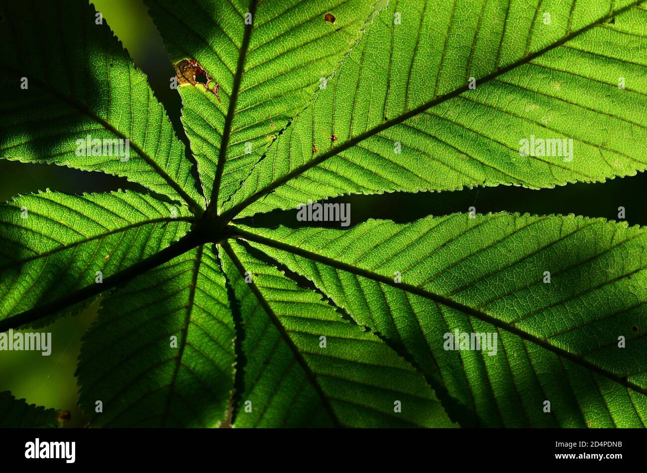 foglia di castagno di cavallo in autunno Foto Stock