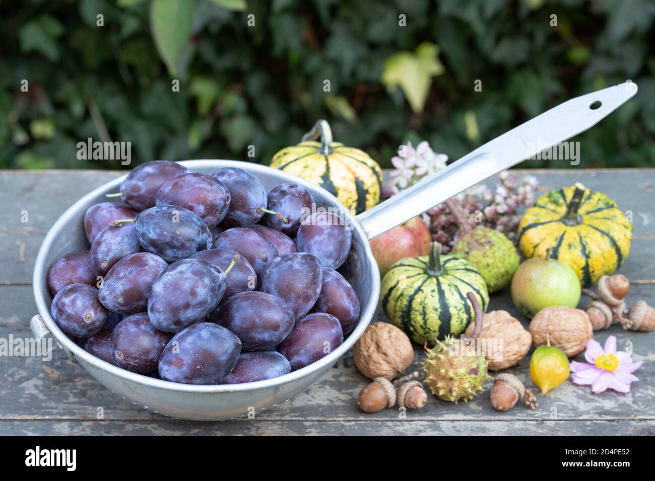 prugne fresche in colander d'epoca Foto Stock