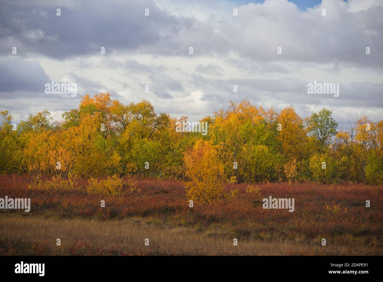 Colori autunnali a Enontekiö, Lapponia, Finlandia Foto Stock