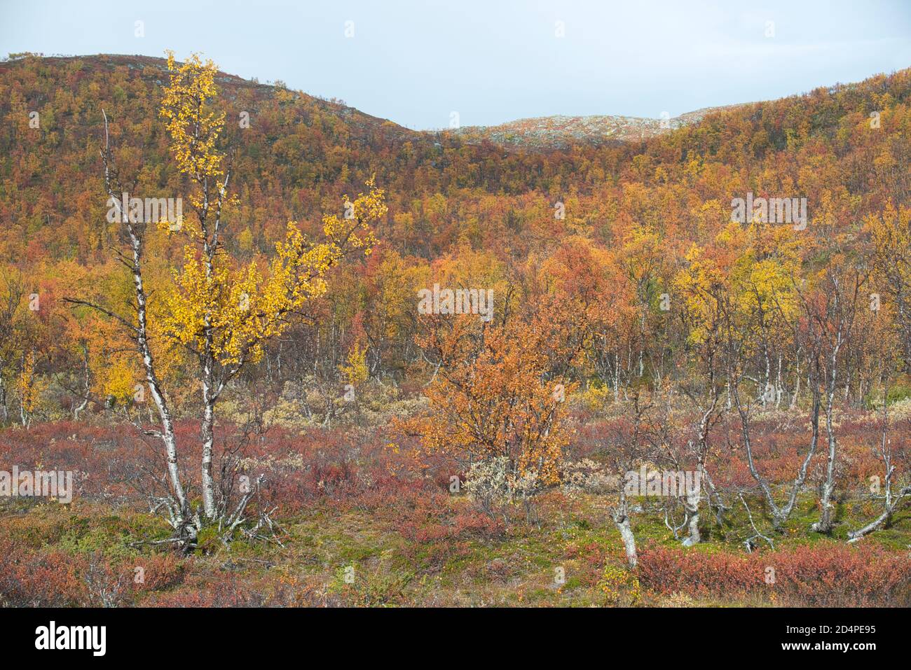 Colori autunnali a Enontekiö, Lapponia, Finlandia Foto Stock