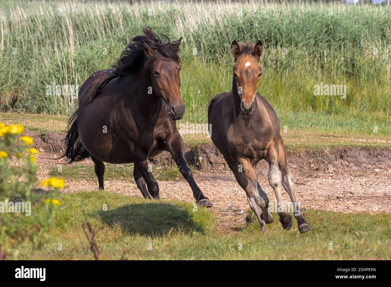 New Forest Pony Mare Running, Galloping Chining UN Foal su UN salmarsh, campo. Preso a Stanpit Marsh UK Foto Stock