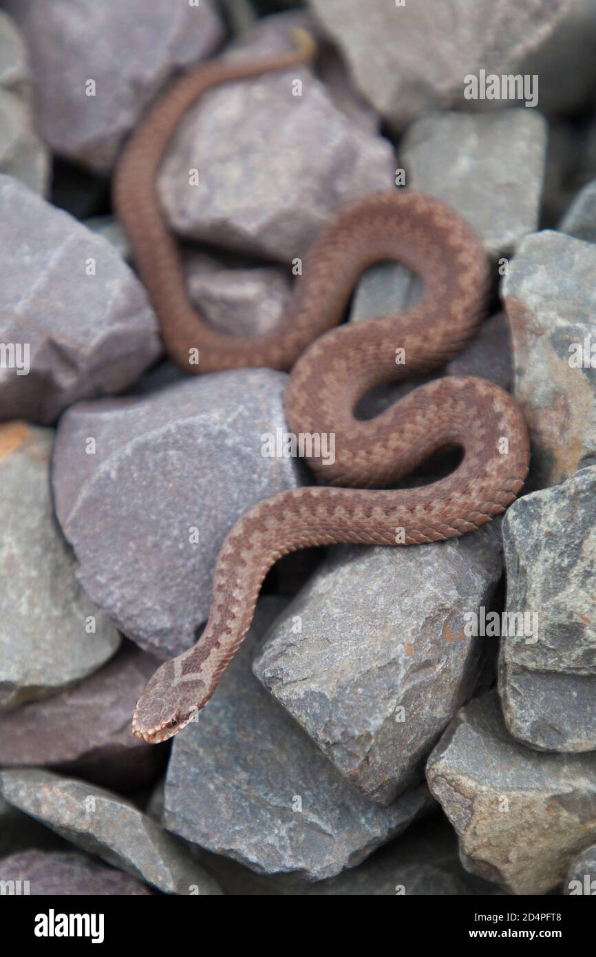 Un giovane sommatore (vipera comune europea) - Młoda Żmija zygzakowata Foto Stock