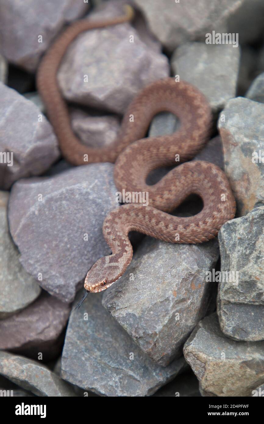 Un giovane sommatore (vipera comune europea) - Młoda Żmija zygzakowata Foto Stock