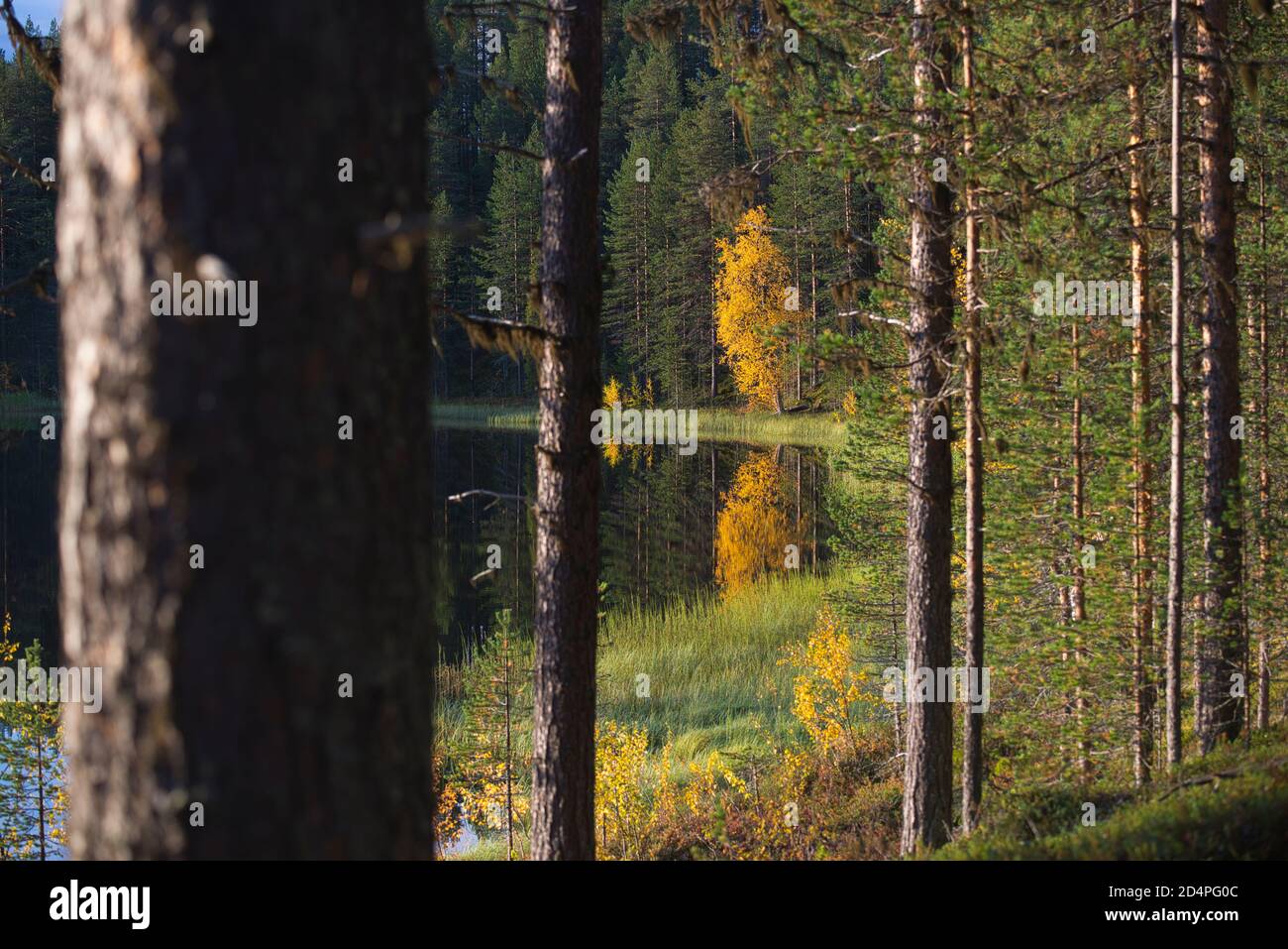 Scena autunnale a Harjujärvi, Muonio, Lapponia, Finlandia Foto Stock