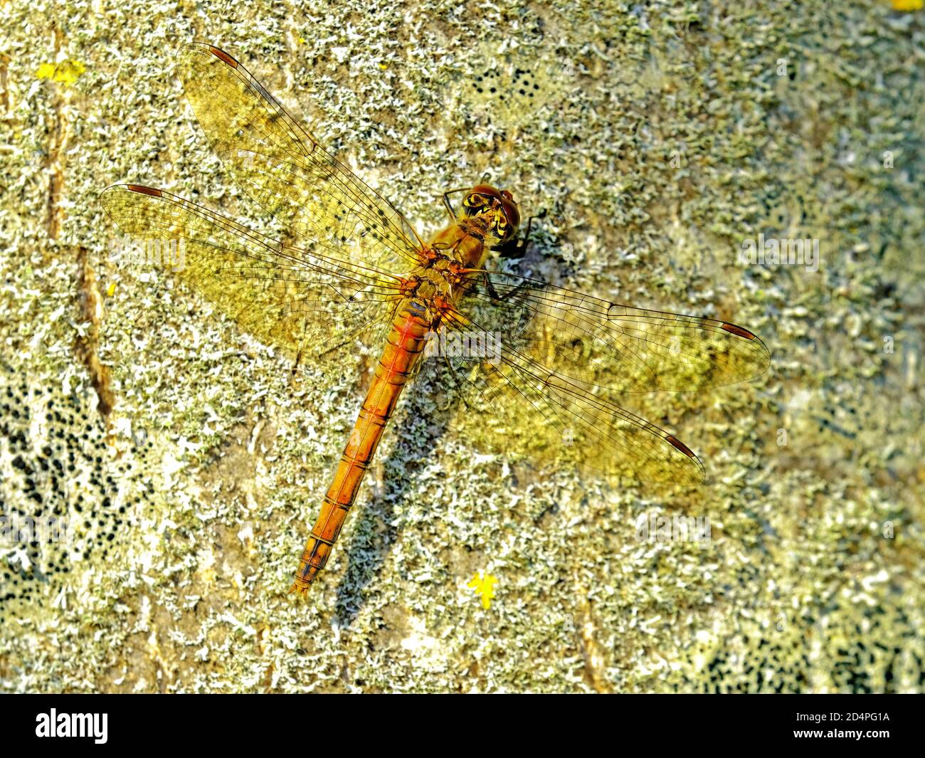 Alto dettaglio di una libellula di riposo mayfly su una roccia Foto Stock