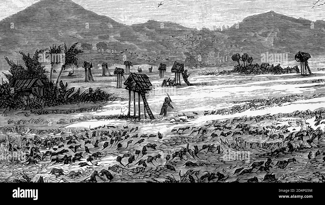 Invasione di ratti in Indocina. A sud di Birmania. Circa 1870. Illustrazione antica. 1875. Foto Stock