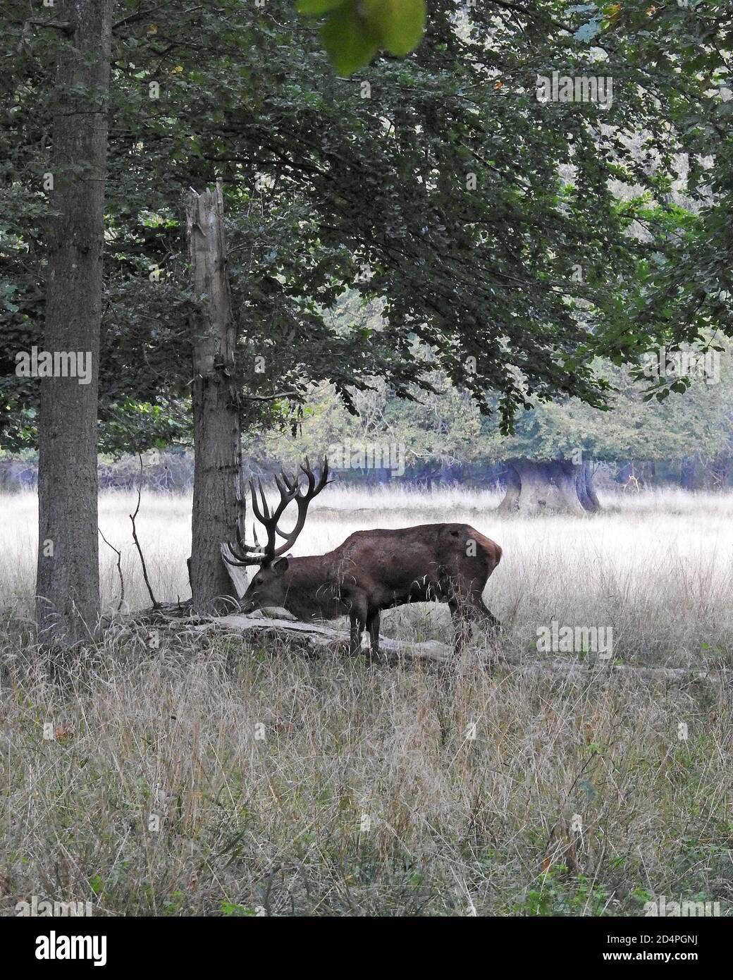 KLAMPENBORG, DANIMARCA - 03 OTTOBRE 2020: Dyrehaven è rinomata per gli oltre 2000 cervi liberi che abitano il parco. Foto Stock