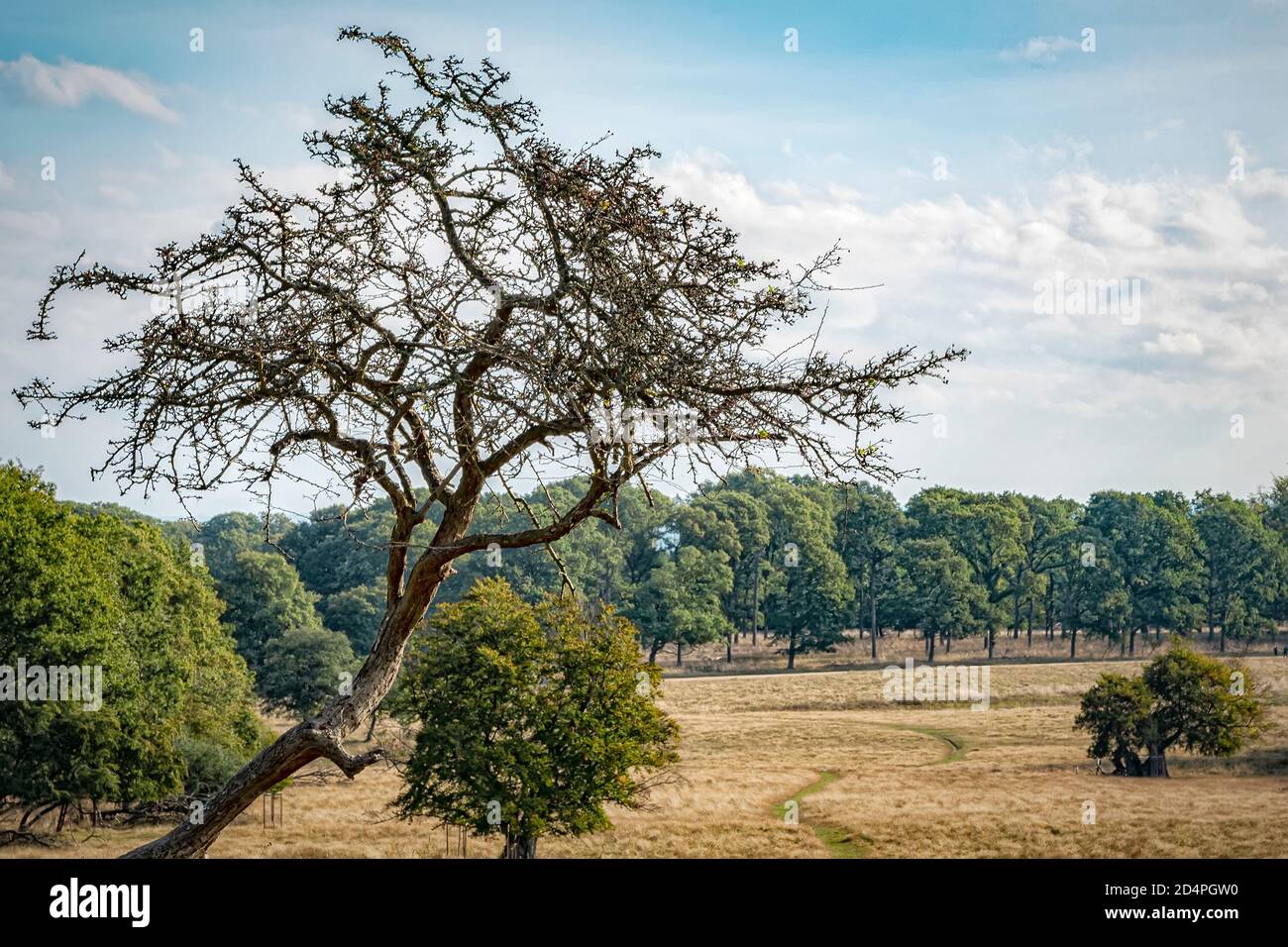 KLAMPENBORG, DANIMARCA - 03 OTTOBRE 2020: Dyrehaven è rinomata per gli oltre 2000 cervi liberi che abitano il parco. Foto Stock