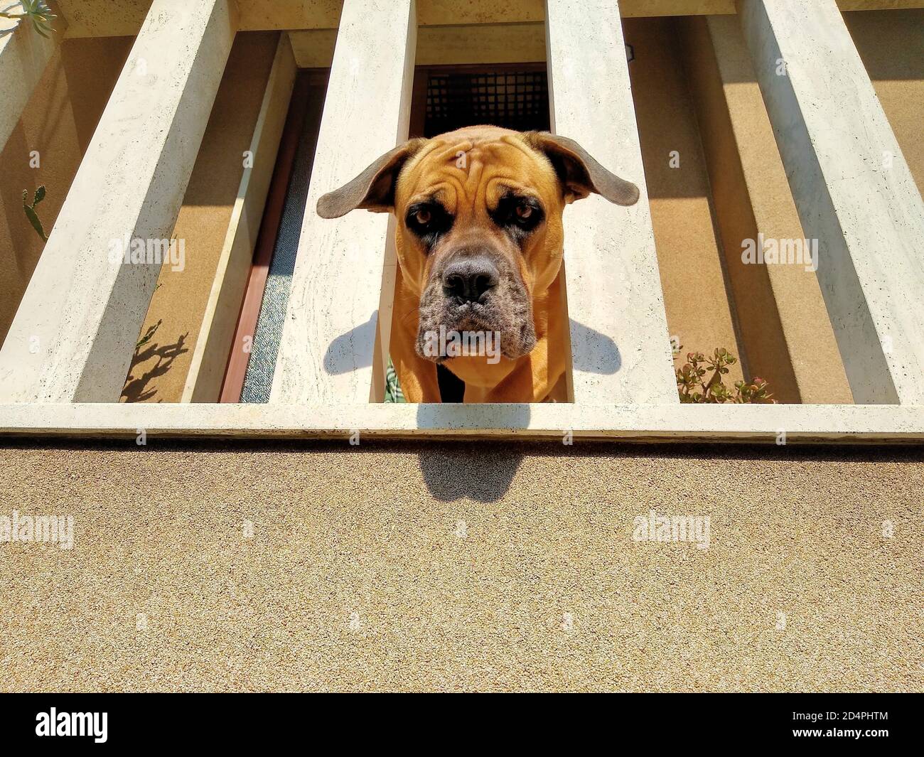 Femmina di corso cane che si affaccia sul balcone Foto Stock