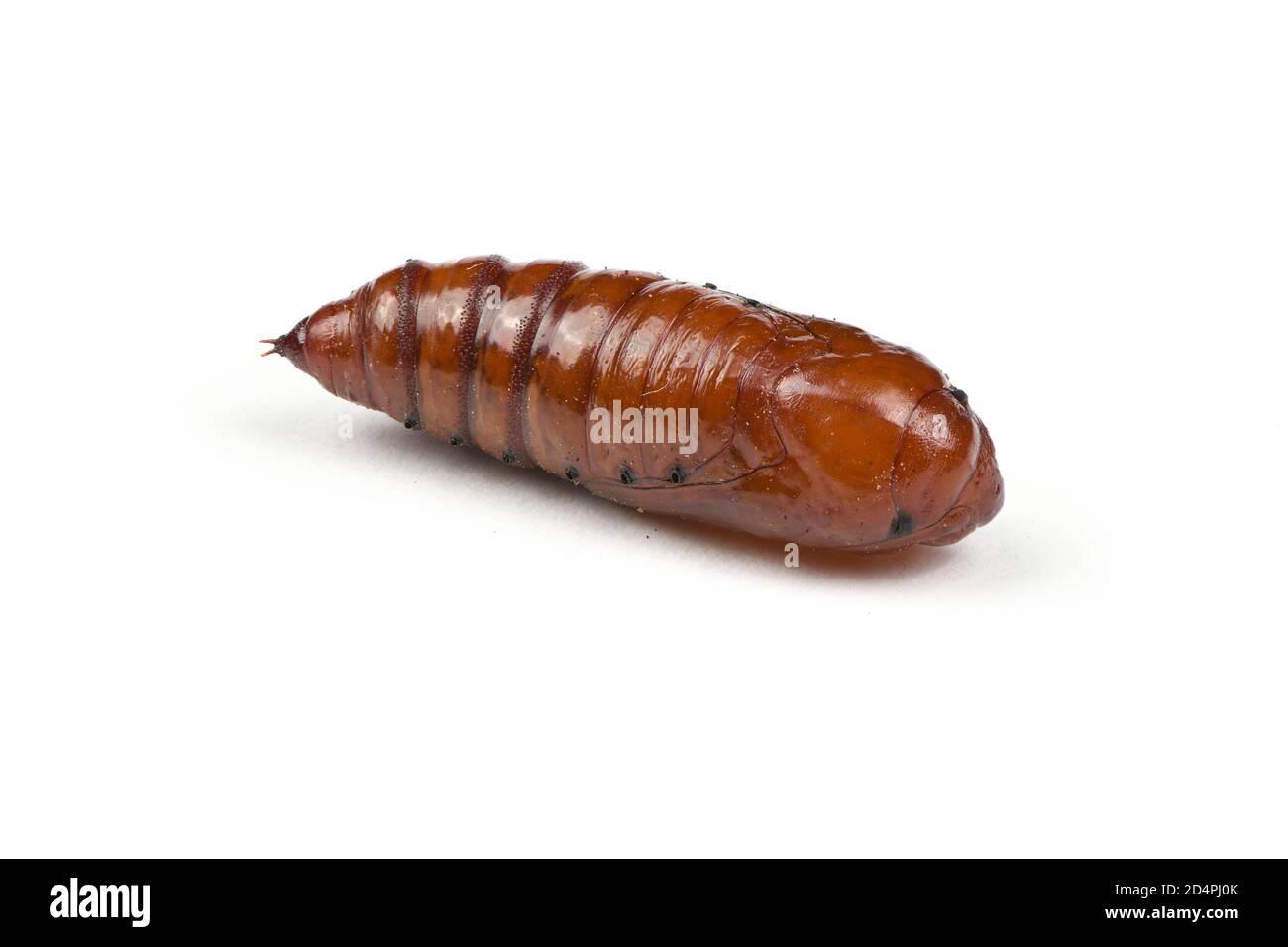 Pupa di falkmoth della testa della morte maggiore (Acherontia atropos) isolato su bianco. Foto ad alta risoluzione. Profondità di campo completa. Foto Stock