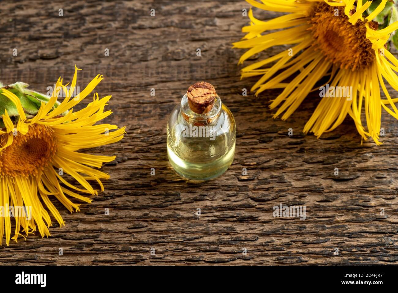 Inula Aromatica Immagini e Fotos Stock - Alamy