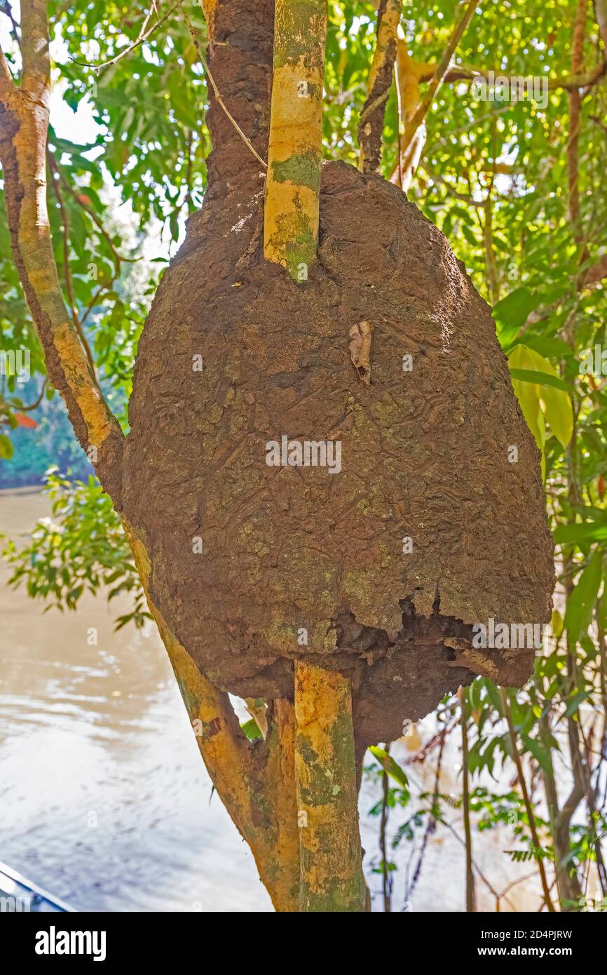 Termite Nest che avvolge un albero nella foresta pluviale vicino alta Floresta, Brasile Foto Stock