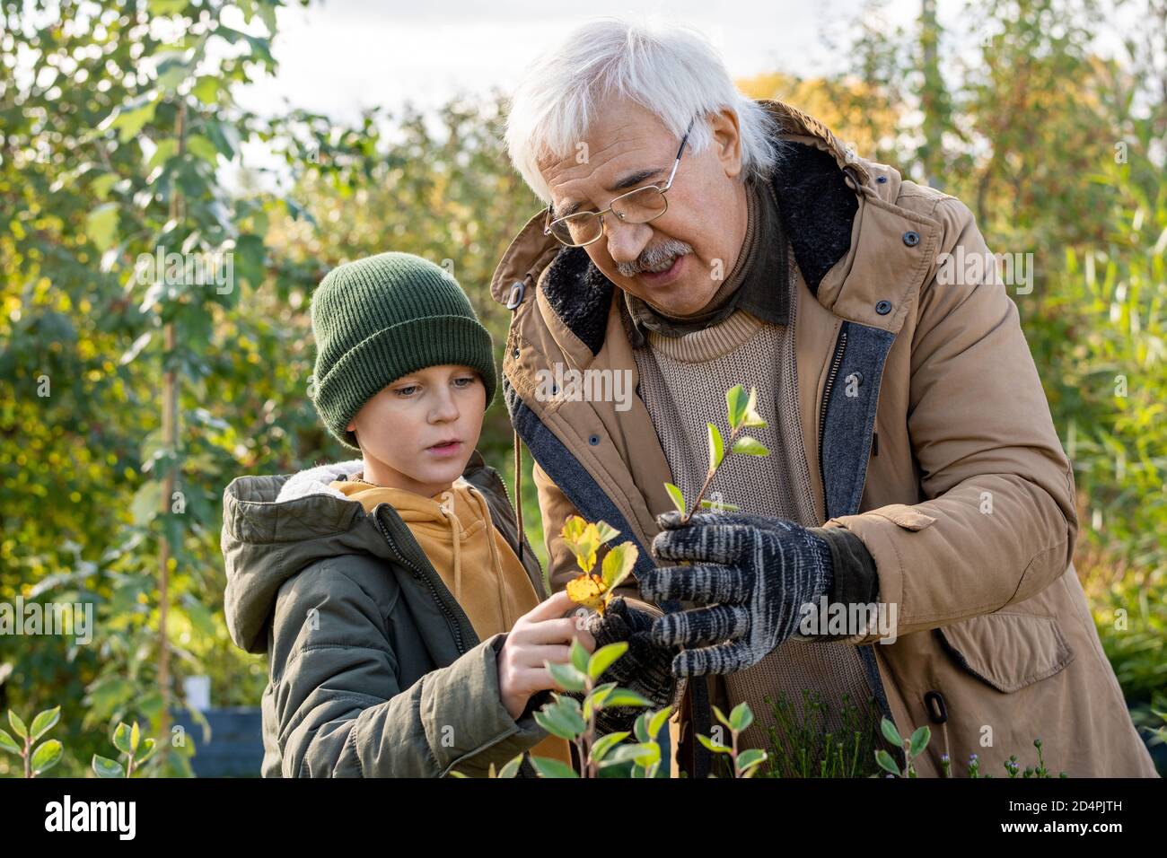 Uomo anziano in giacca calda e guanti mostrando suo nipote foglie di piccolo albero Foto Stock