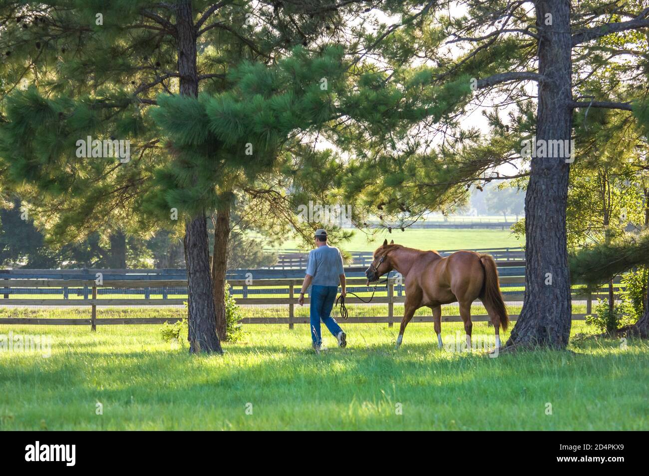 Uomo Leading Quarter Horse attraverso il paddock Pine Treed Foto Stock