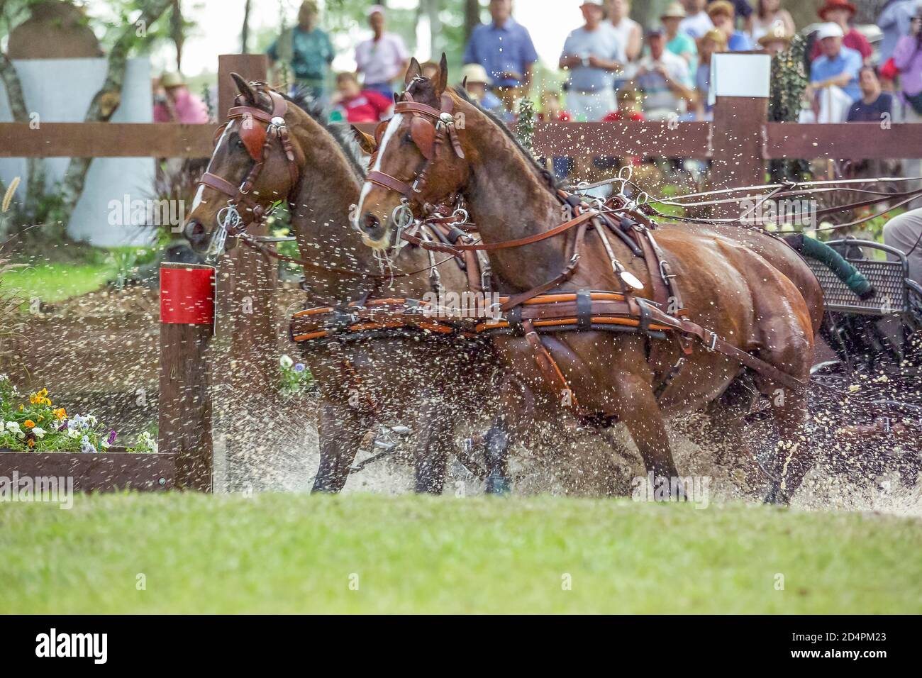 Quattro in mano, Marathon combinata la concorrenza di guida ad ostacolo di acqua Foto Stock