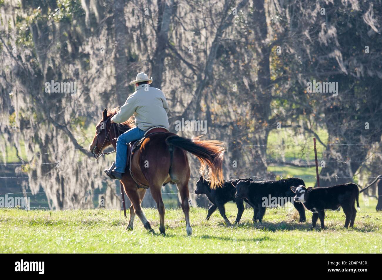 Cowhands spostare i polpacci da cavallo Foto Stock