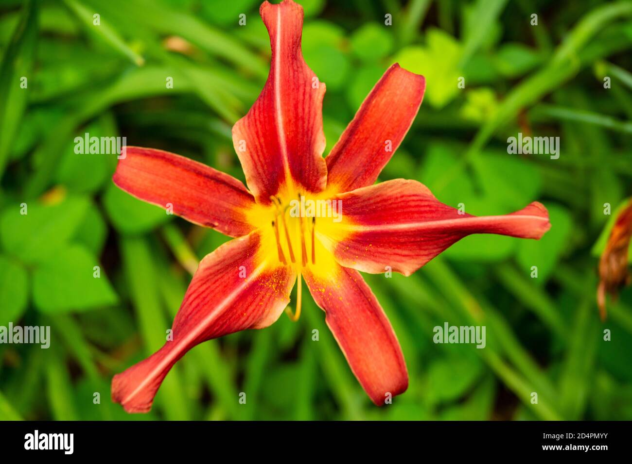 La creatività della natura è una vista stupefacente da vedere. Foto Stock