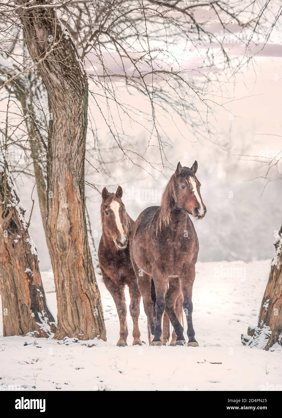Quarter Horse Mares stand in paddock nevoso Foto Stock
