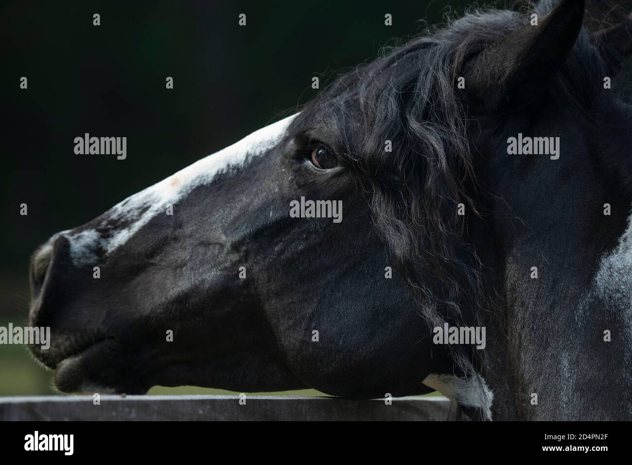 Primo piano della testa nera dello stallone Foto Stock