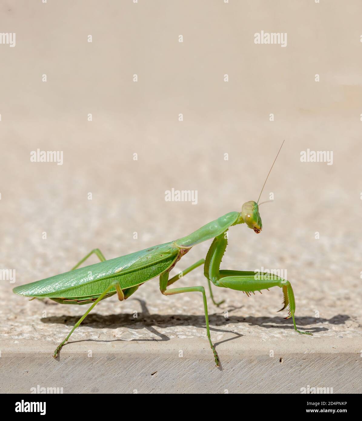 Mantide verde, mantidae su sfondo di colore beige. La mantis di preghiera femminile è un insetto che mangia il maschio durante l'accoppiamento. CopySpace, closeu verticale Foto Stock