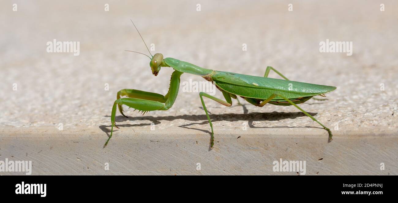 Mantis verde di preghiera. Europeo o Mantis Religiosa su sfondo di colore beige, spazio copia, vista in primo piano. Foto Stock