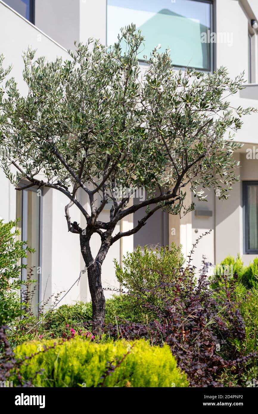 Concetto di stile di vita sano e tranquillo. Olivo e abbondanza di piante in fiore in giardino una giornata estiva soleggiata. Residenza bianca di lusso sullo sfondo. Vert Foto Stock