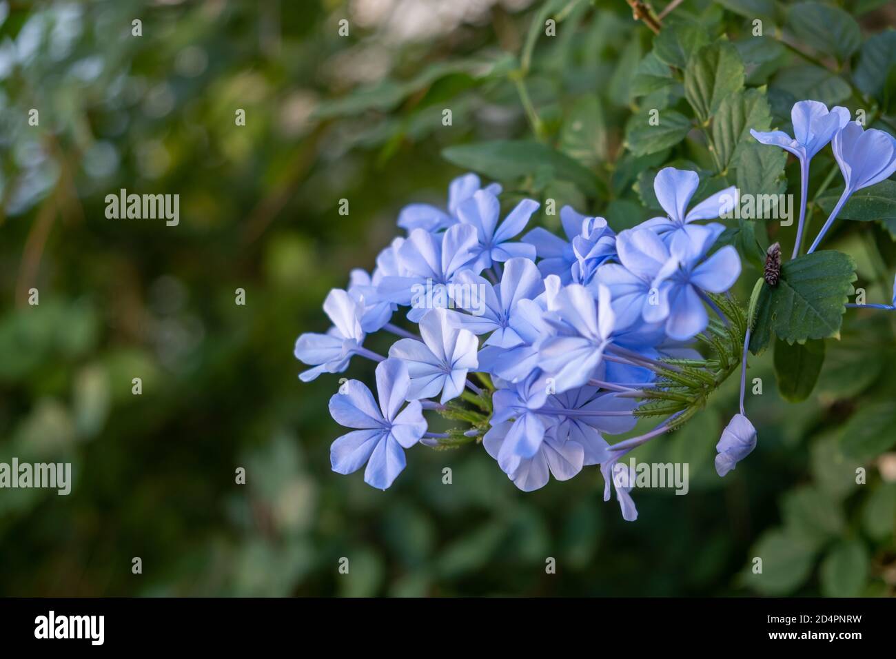 Concetto di fiore primaverile. Lobelia erinus, bordatura, giardino o colore blu chiaro di coda è un ermafrodite, pianta annuale di fioritura selvaggia. Sfuma la natura verde Foto Stock