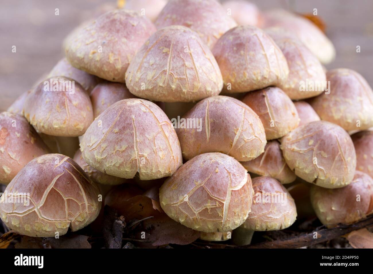 Hypholoma lateritium, copertura di funghi velenosi testa di mattone fuoco selettivo Foto Stock