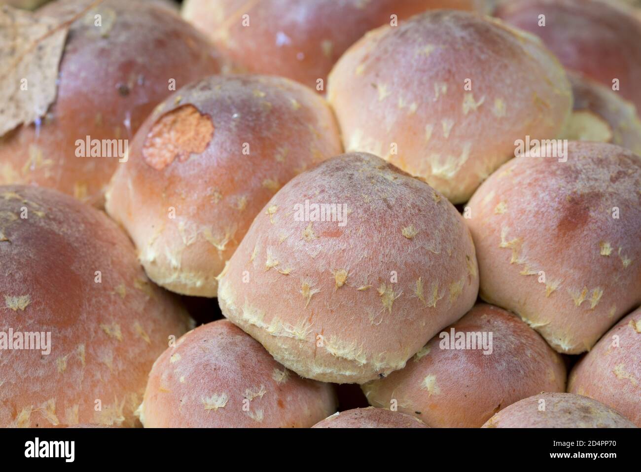 Hypholoma lateritium, copertura di funghi velenosi testa di mattone fuoco selettivo Foto Stock