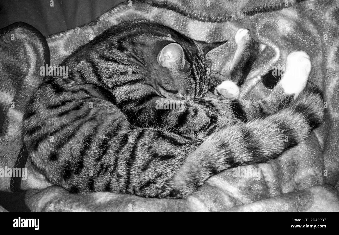 Gatto shorthair europeo con zampe bianche che dormono in un divertente posizione arrotolata Foto Stock