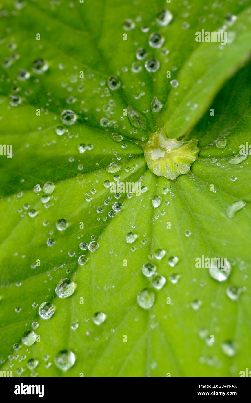 Alchemilla mollis. Goccioline di acqua piovana raggruppate sulla foglia di mantello di Lady in un giardino inglese. REGNO UNITO Foto Stock