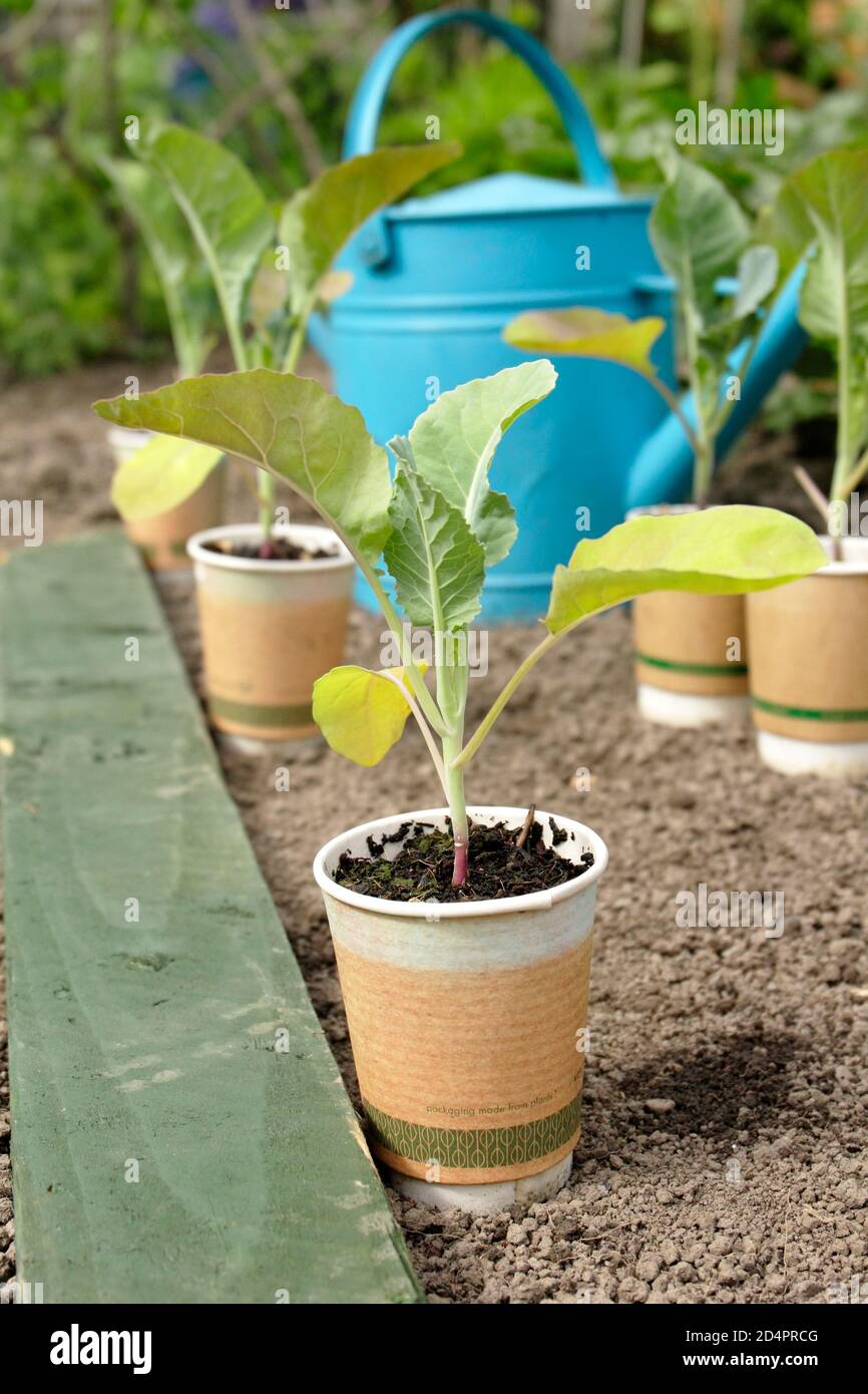 Brassica oleracea var. Botrytis. Giovani piante di cavolfiore spaziato fuori per piantare in un terreno di orto. REGNO UNITO Foto Stock