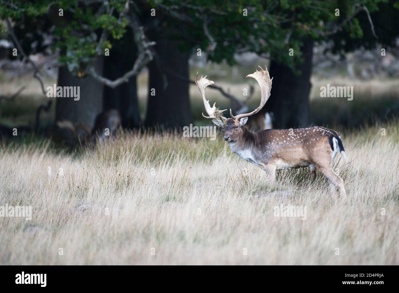 Daino (Dama dama dama), un buck maturo o un maschio con grandi formiche all'inizio della stagione di pesca Foto Stock