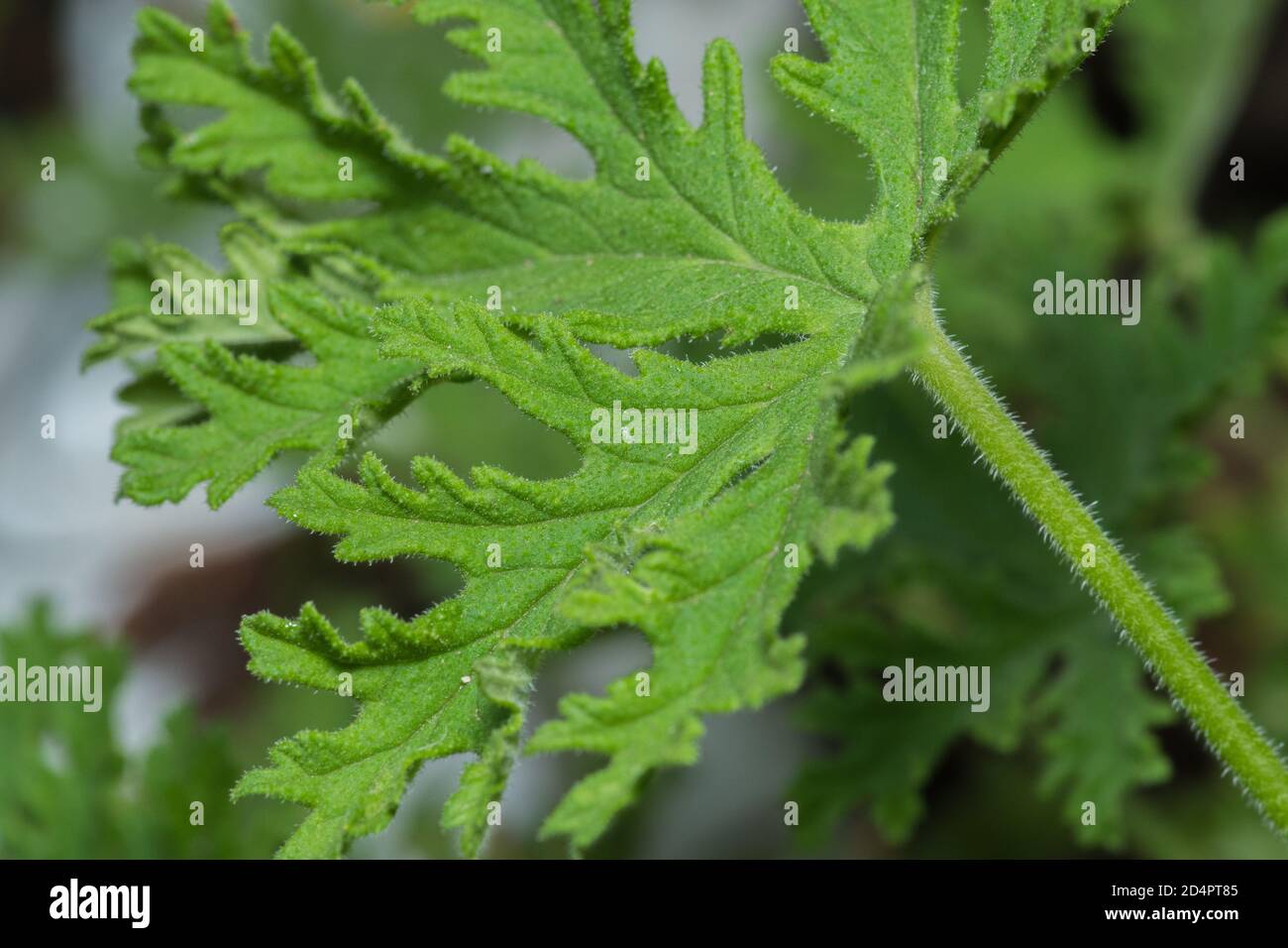 Primo piano di arbusto geranio Pelargonio rosato graveolens un perenne pianta di evergreen originaria dell'Africa meridionale Foto Stock