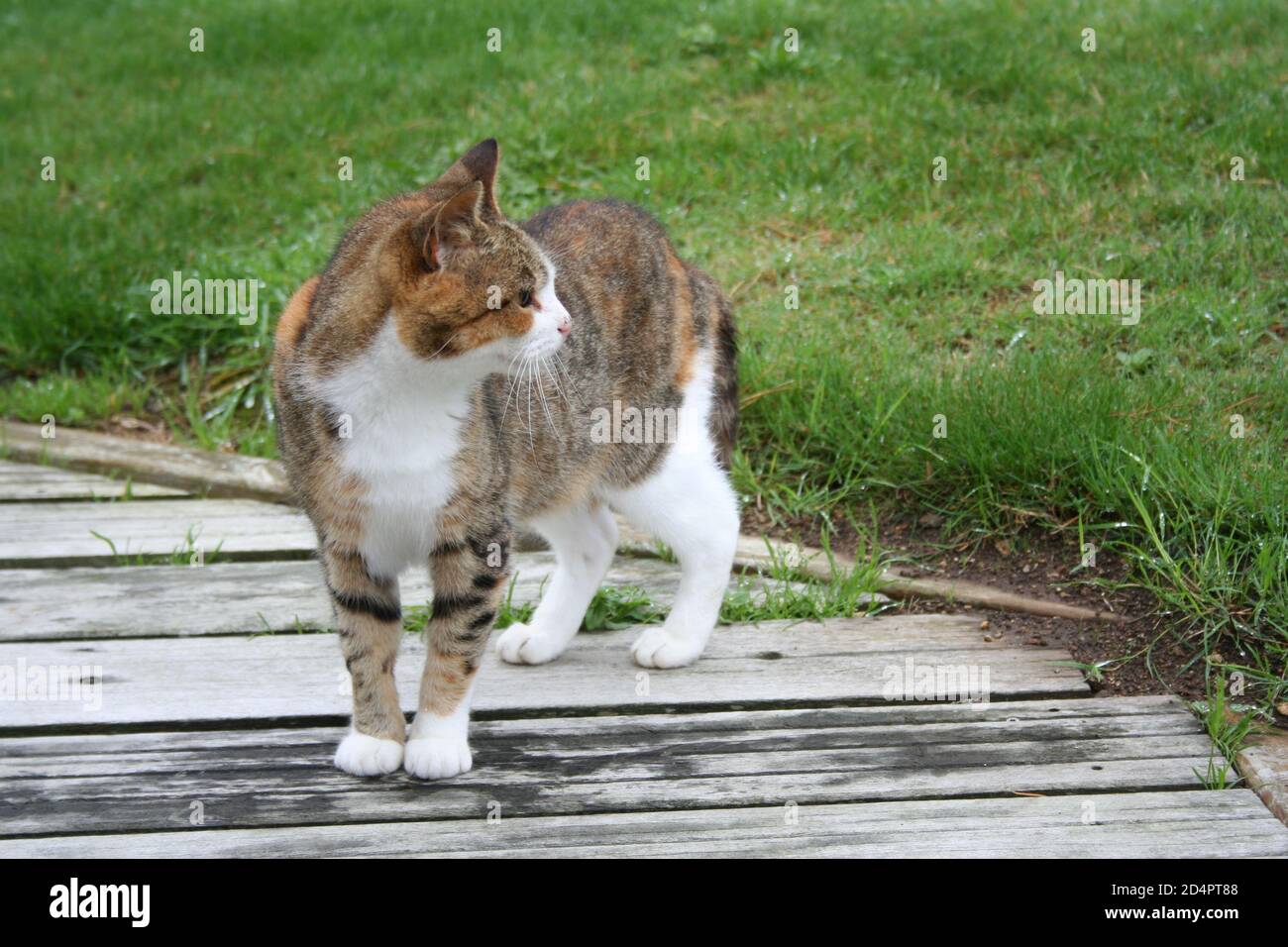 Un gatto marrone e bianco in piedi su un portico e. guardando da un lato Foto Stock