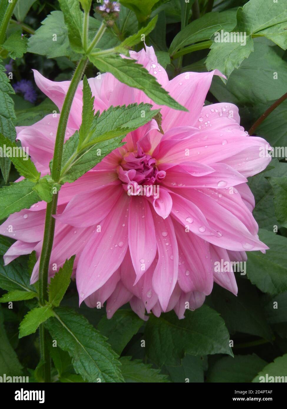 Un fiore rosa brillante con gocce d'acqua su di esso Foto Stock