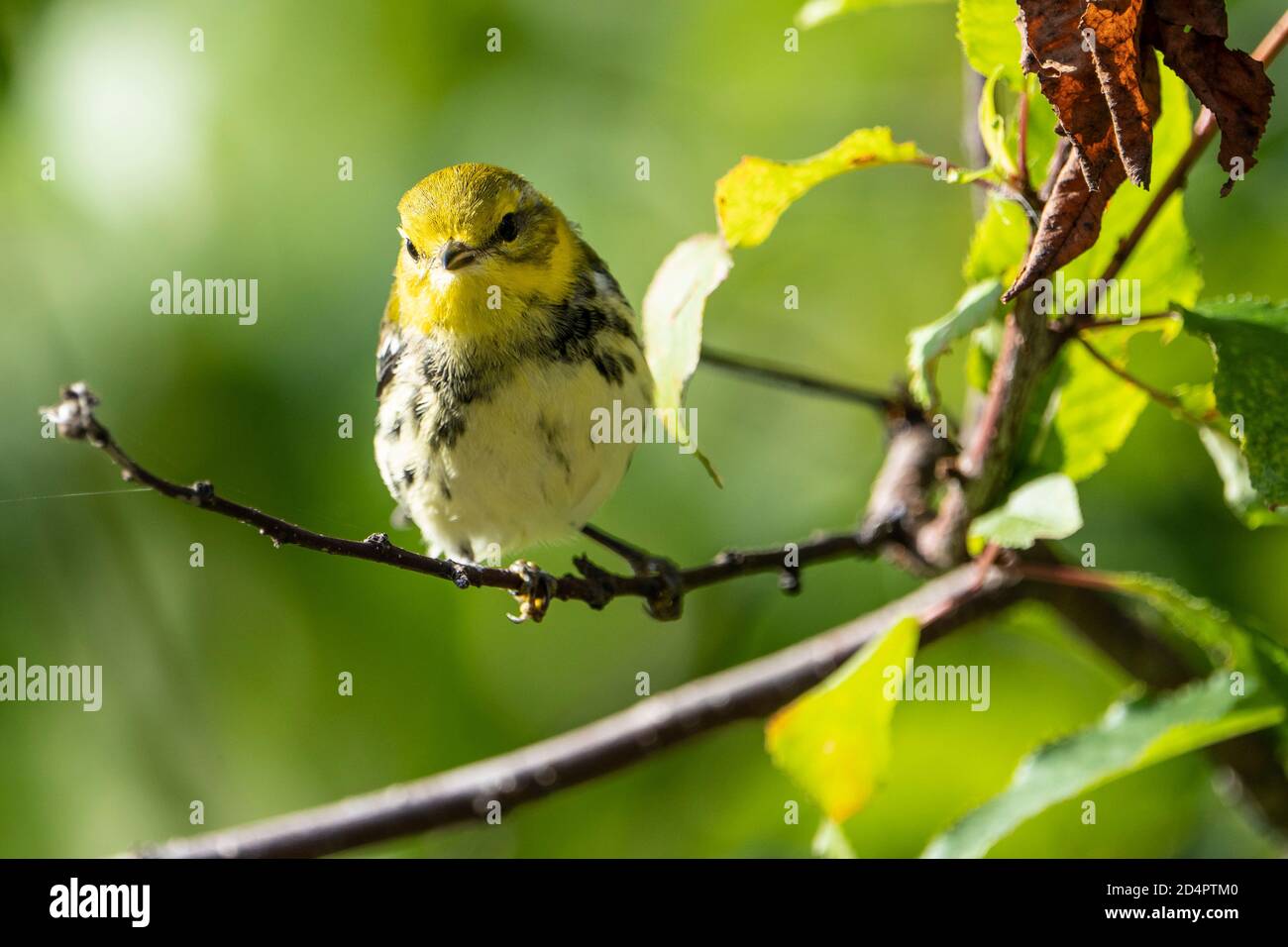 Warbler verde con gola nera femmina Foto Stock