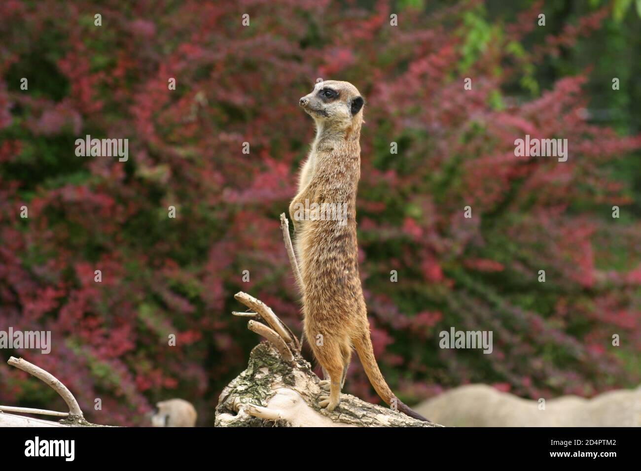 Un meerkat sul look-out di fronte a rosa sfocato fiori Foto Stock