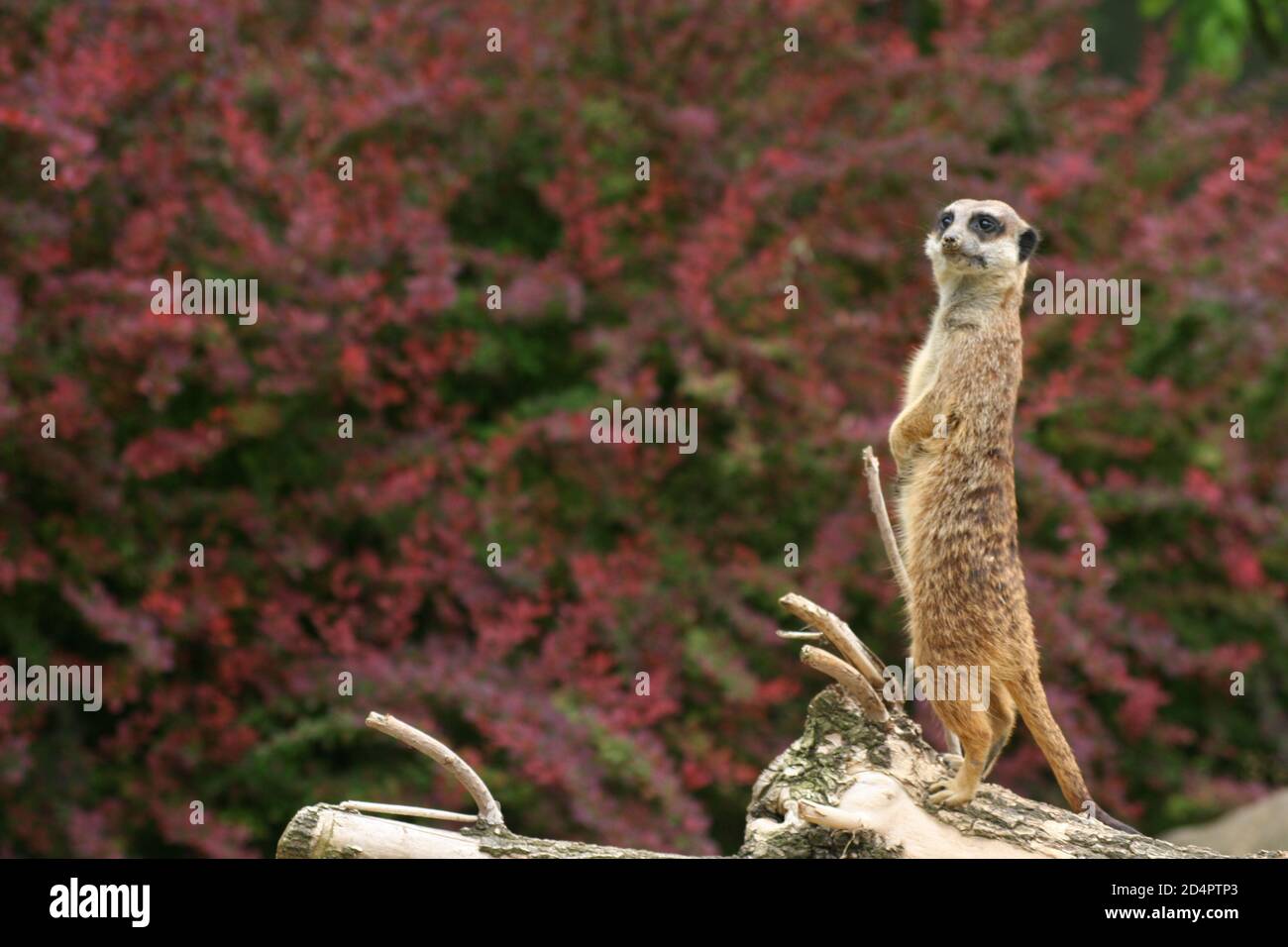 Un meerkat sul look-out di fronte a rosa sfocato fiori Foto Stock