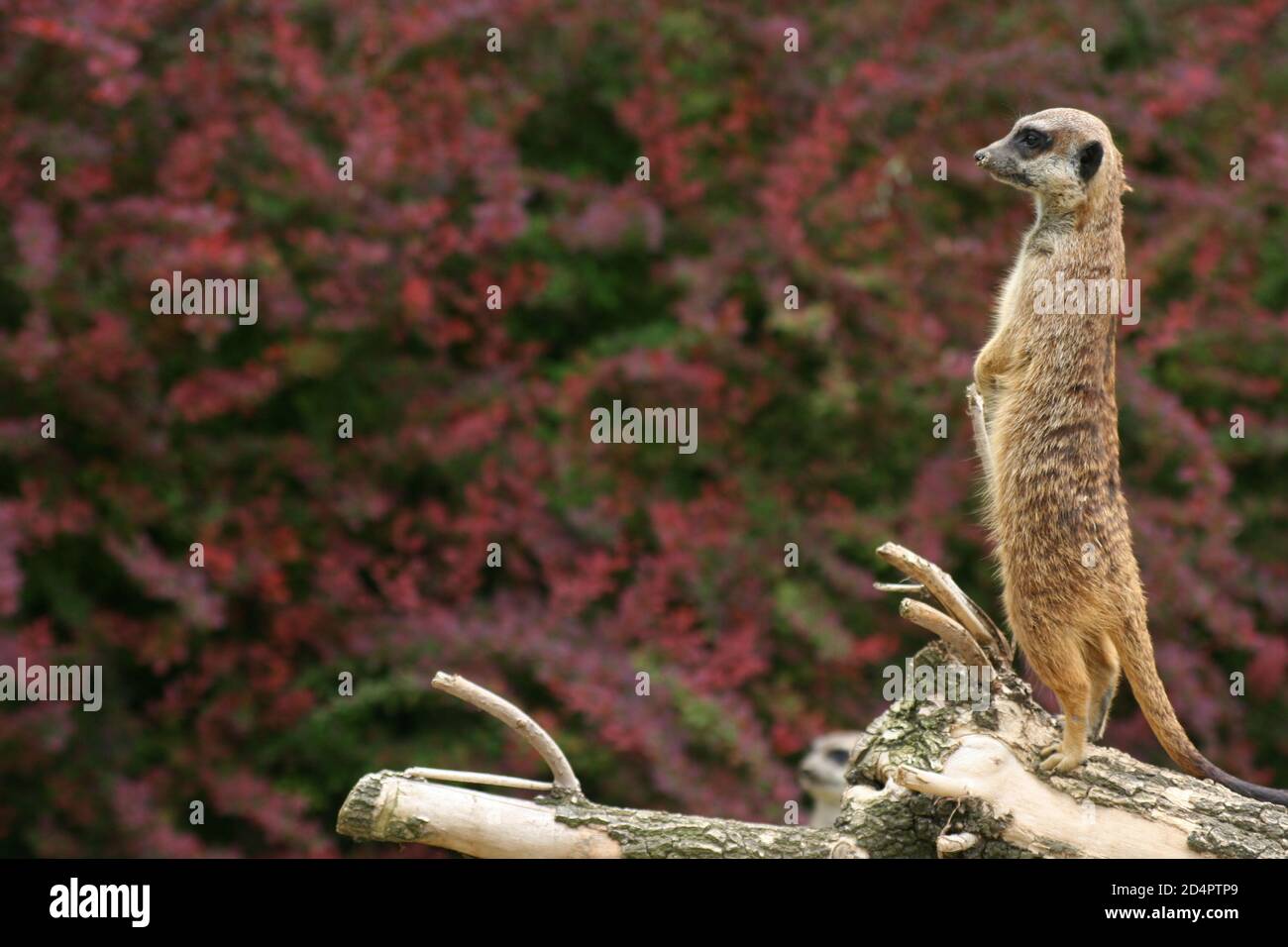 Un meerkat sul look-out di fronte a rosa sfocato fiori Foto Stock