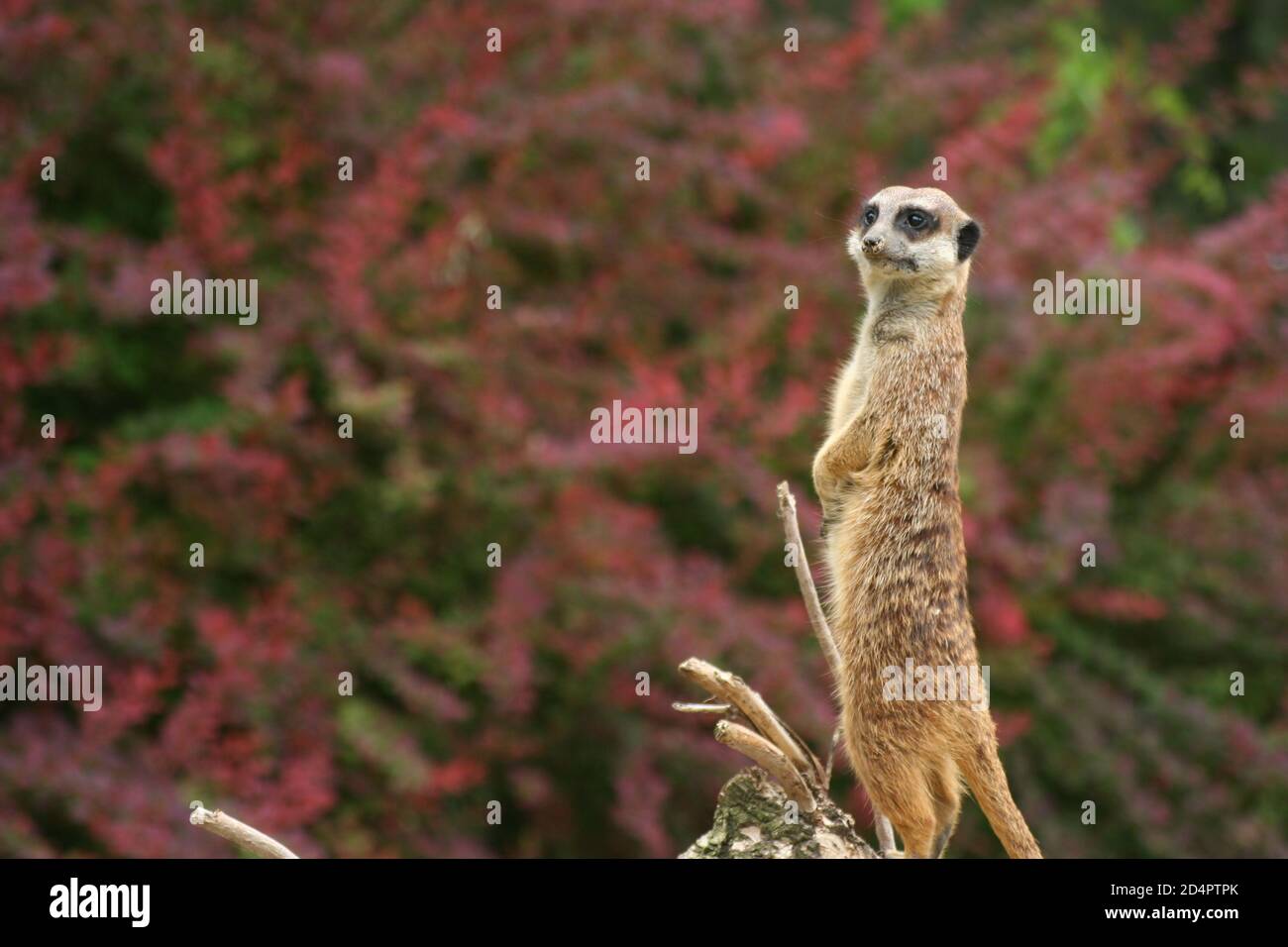 Un meerkat sul look-out di fronte a rosa sfocato fiori Foto Stock