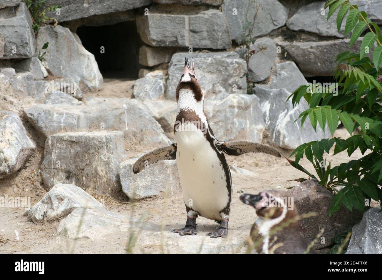 Un pinguino imperatore che batte le ali nello zoo Foto Stock