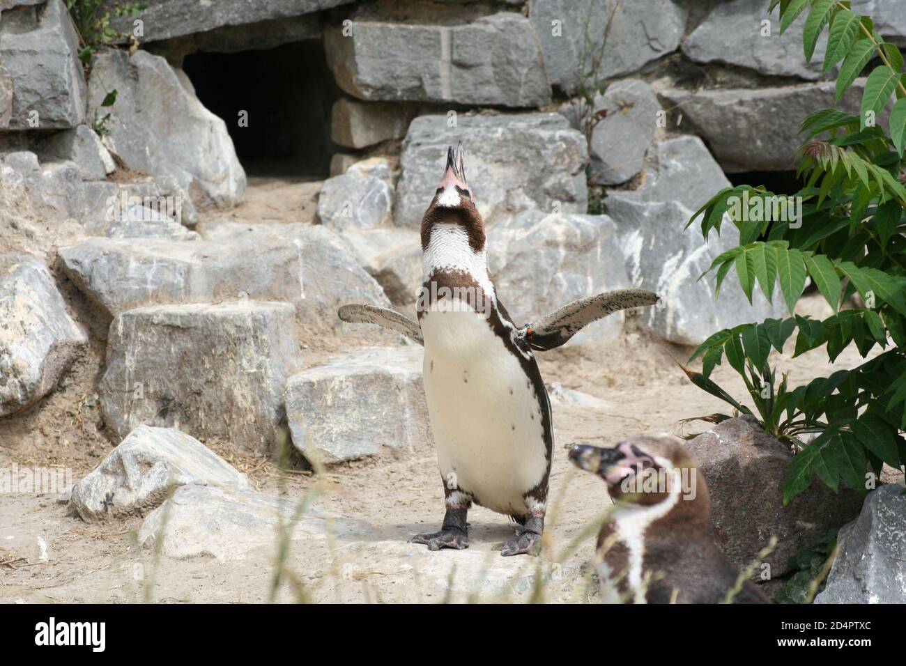 Un pinguino imperatore che batte le ali nello zoo Foto Stock