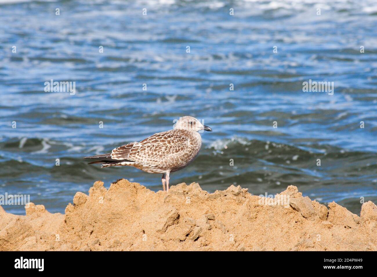 Un gabbiano che si erge sulla sabbia su una spiaggia nella Paesi Bassi Foto Stock