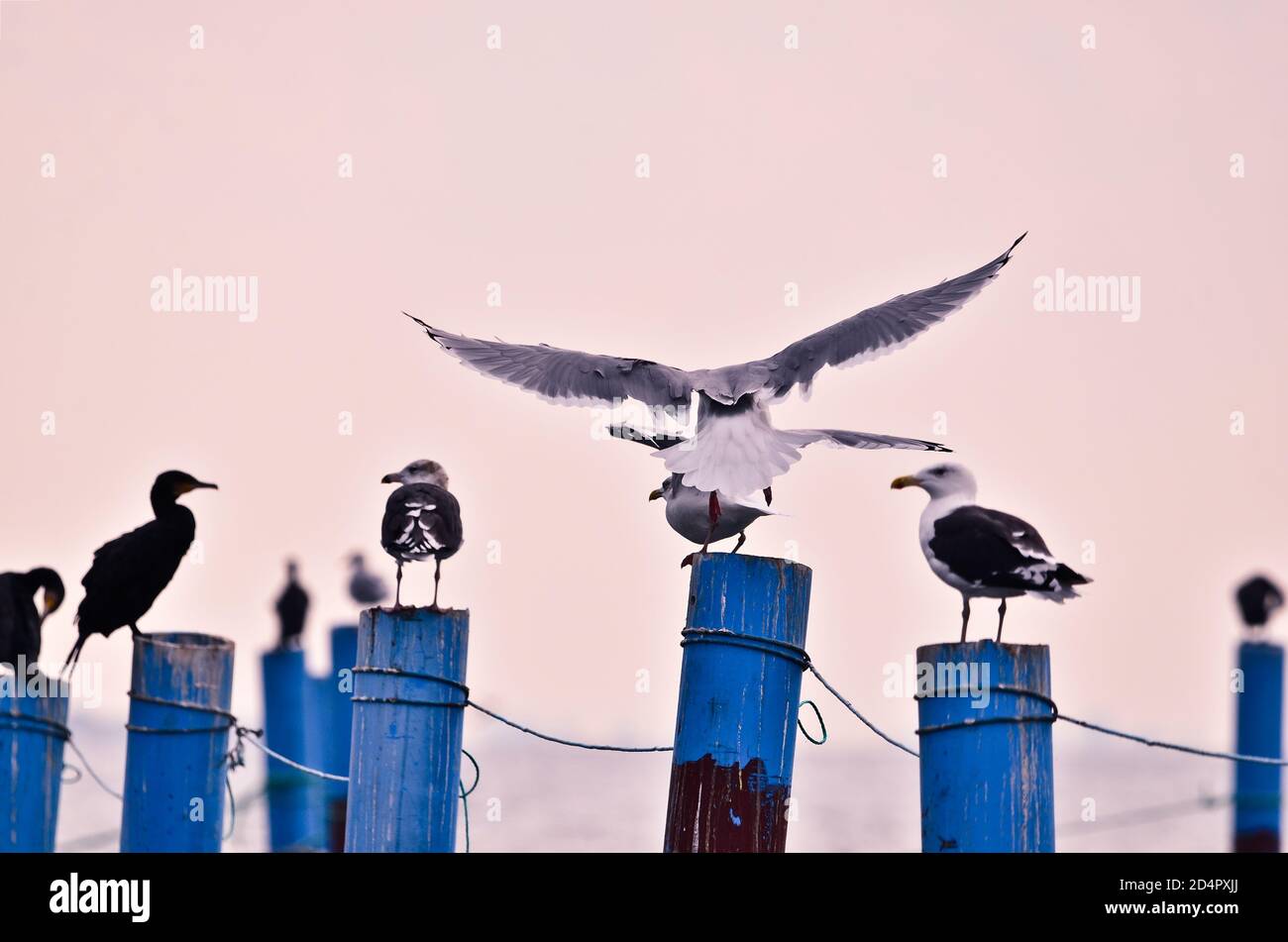 Un gruppo di gabbiani di fronte al cielo rosa della sera stanno battendo intorno ad un sedile sui pali blu Foto Stock
